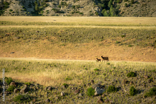 Mother And Baby Elk Run Across Fields Near Rescue Creek In Yellowstone