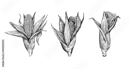 Detailed botanical illustration of corn cobs isolated on white background. Drawing in old retro engraving style. Hand drawn ink sketch.