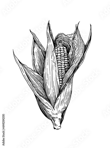 Detailed botanical illustration of corn cobs isolated on white background. Drawing in old retro engraving style. Hand drawn realistic ink sketch.