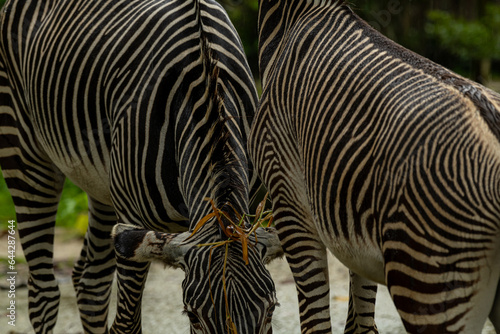 Beautiful zebra animals are eating grass