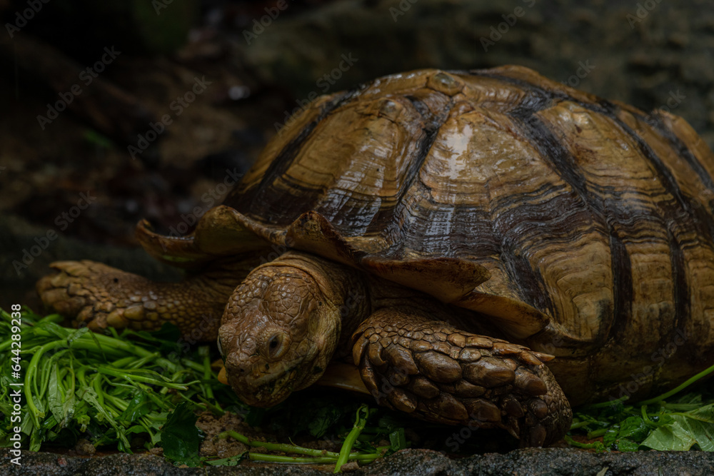 Close up African spurred tortoise eating, Slow life Close up African spurred tortoise eating, Slow life