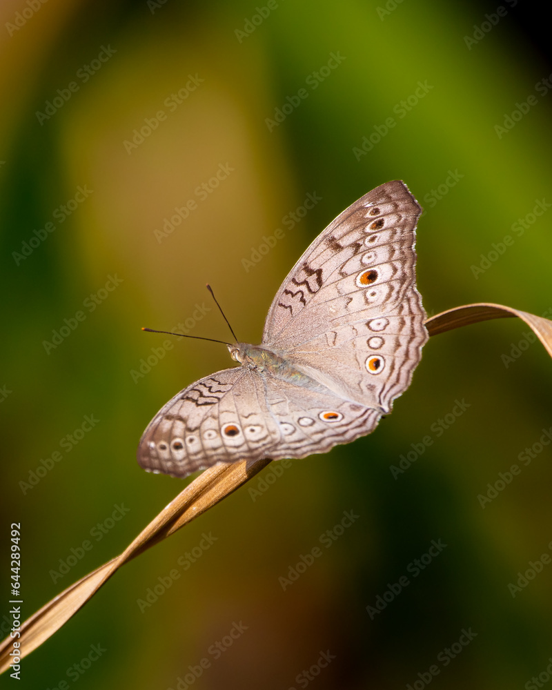 Obraz premium Butterfly