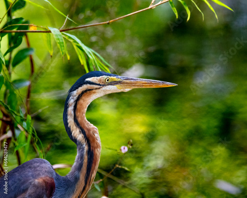 Purple heron photo