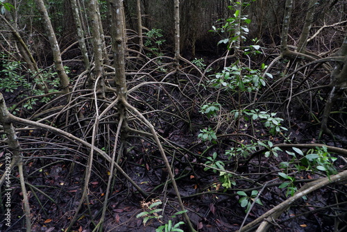 selective focus to the roots of mangrove trees growing above the water