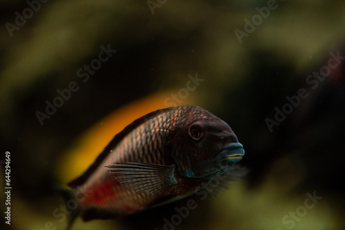Close up of african cichlid isolated on a black background full color