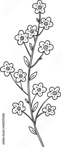 Forget me not flower sketch. Botanical spring plant