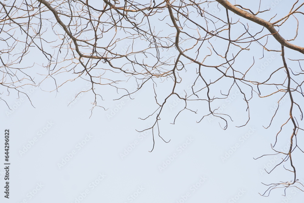 dry tree branches that died because of the dry season against the background of a bright blue sky