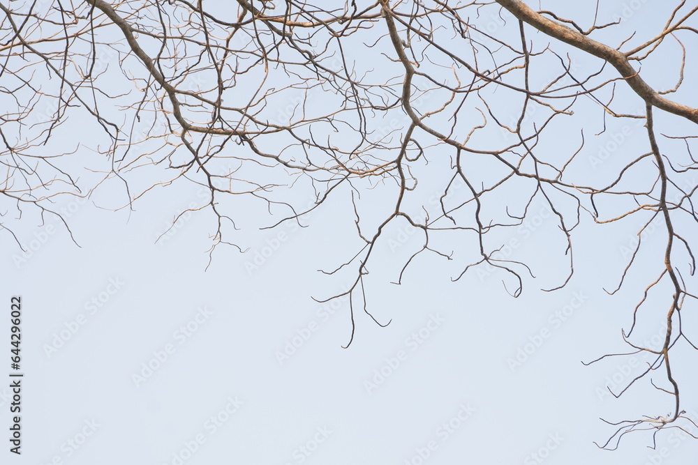 Obraz premium dry tree branches that died because of the dry season against the background of a bright blue sky