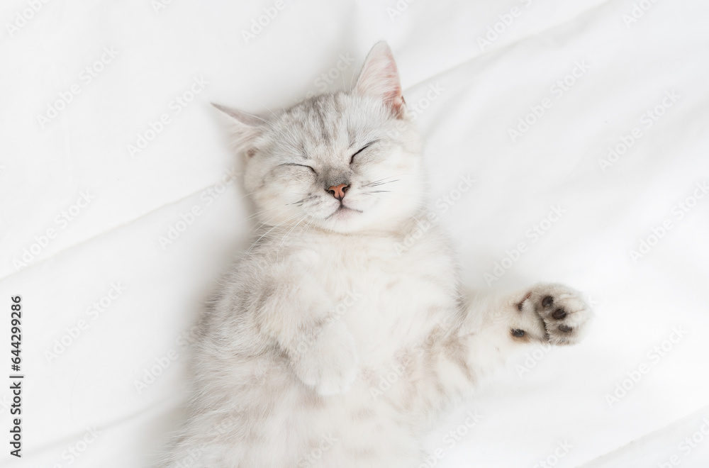 Small Scottish kitten lying down on white bed of relaxing and cozy wellbeing in home. Small Scottish kitten lying down on white bed of relaxing and cozy wellbeing in home.