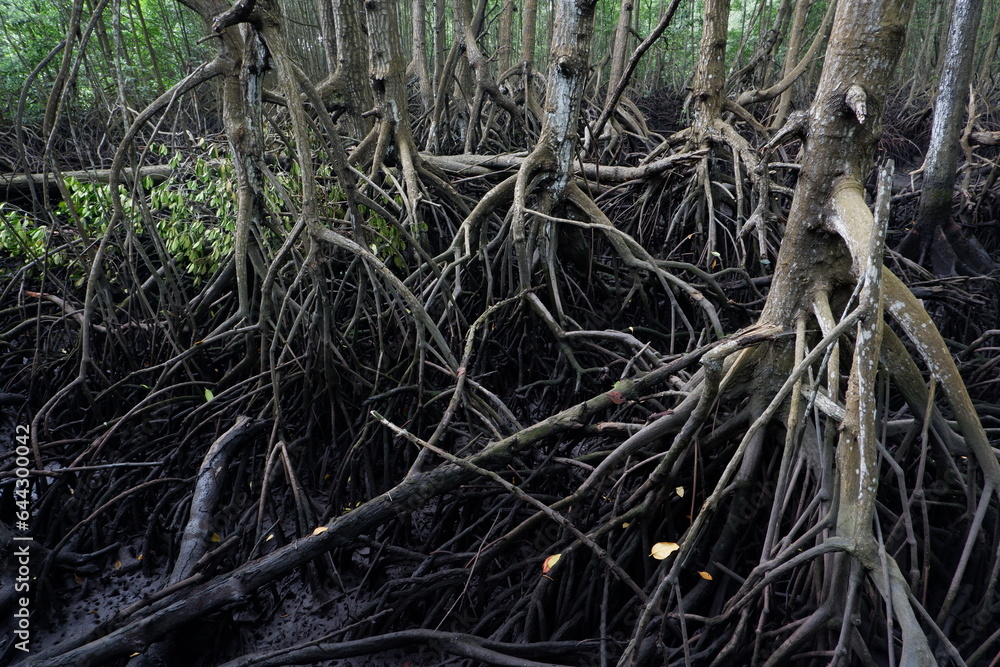 selective focus to the roots of mangrove trees growing above the water selective focus to the roots of mangrove trees growing above the water
