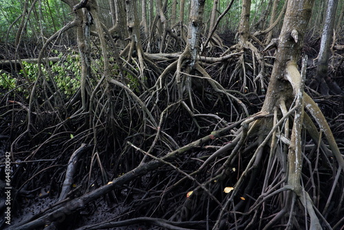 selective focus to the roots of mangrove trees growing above the water