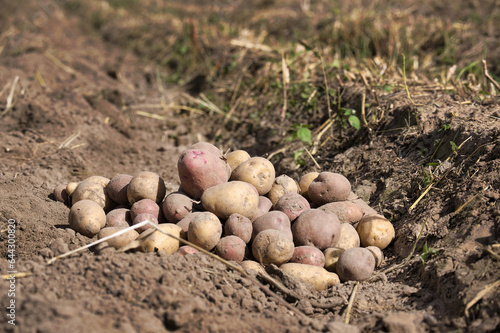 Harvesting potato from soil in home garden