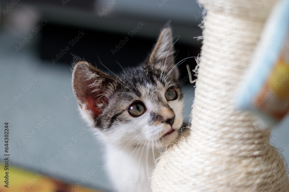 a kitten looking at an out of frame toy a kitten looking at an out of frame toy