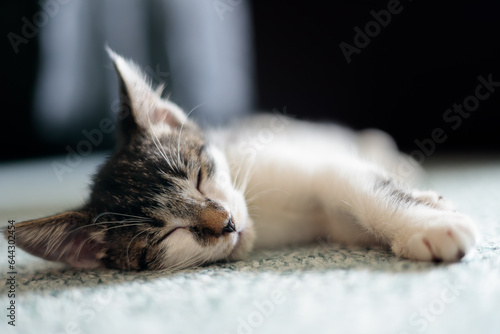 a closeup sleeping kitten laying on a carpet