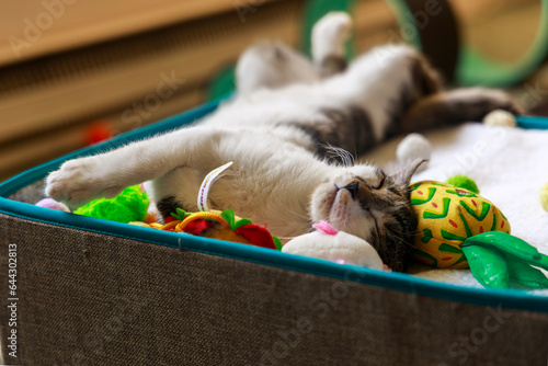 a kitten sleeping surrounded by toys