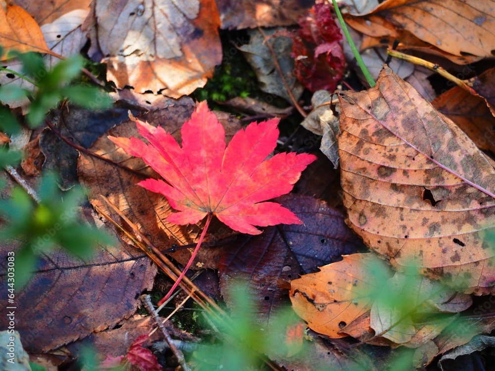 秋の風景　赤い紅葉の落ち葉