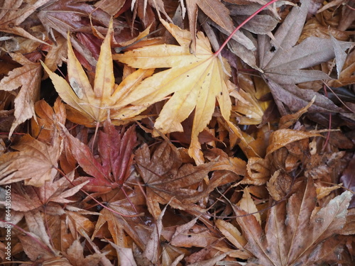 秋の風景 紅葉の落ち葉