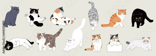 Set of cute cartoon exotic shorthair cats with different colored fur and type of coat, breeds. Isolated. Vector illustration