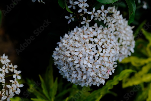 Obraz na plátně Hydrangea paniculata grandiflora. peegee.