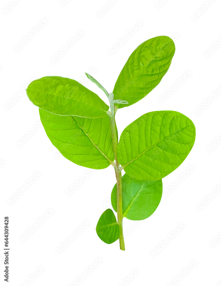 green guava leaves on a white background, green, leaf, plant, eco, nature, tree branch, isolated, close up, background, natural, tree, fresh, garden, spring, summer, foliage green guava leaves on a white background, green, leaf, plant, eco, nature, tree branch, isolated, close up, background, natural, tree, fresh, garden, spring, summer, foliage
