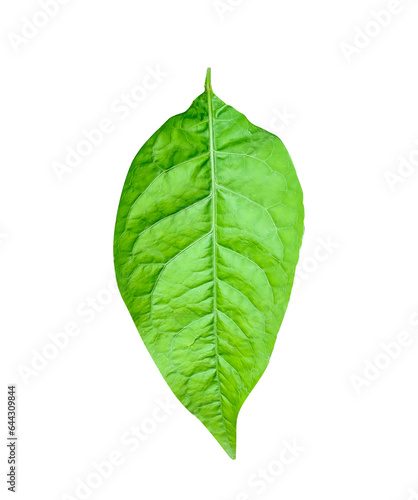 a plant with green leaves on a white background  green  leaf  plant  eco  nature  tree branch  isolated  close up  background  natural  tree  fresh  garden  spring  summer  foliage