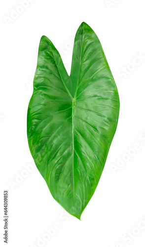 green raw leaf isolated on white background