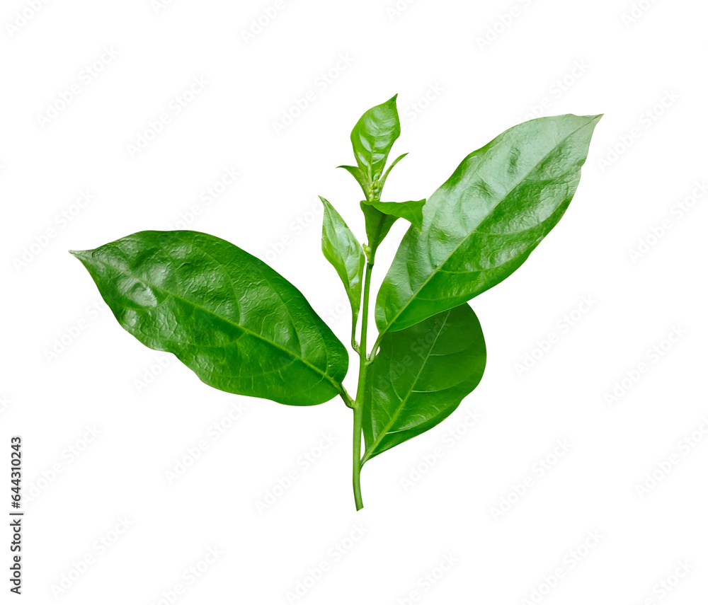 Obraz premium a green leaf of Jasmine flower on a white background, green, leaf, plant, eco, nature, tree branch, isolated, close up, background, natural, tree, fresh, garden, spring, summer, foliage