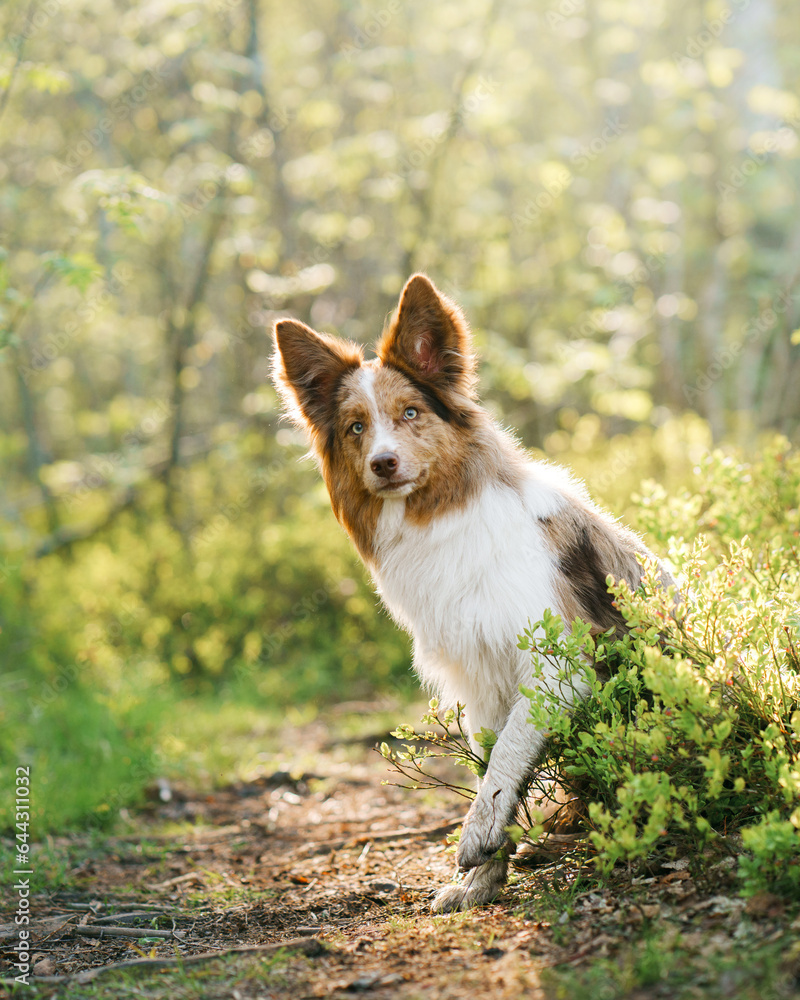 funny dog in nature. Marbled Border Collie against a green background. in the park, in the forest in the sun funny dog in nature. Marbled Border Collie against a green background. in the park, in the forest in the sun