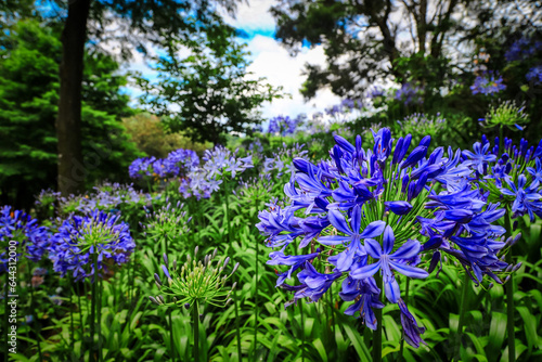 flowers in the garden