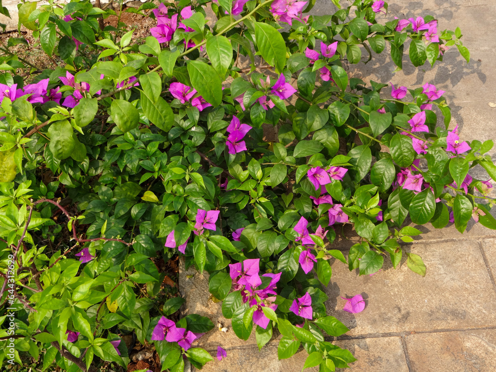 beautiful purple paper flowers, green leaves that are pointed at the ends beautiful purple paper flowers, green leaves that are pointed at the ends