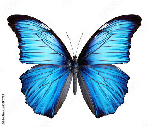 Butterfly png the Blue butterfly png butterfly transparent background © HugePNG