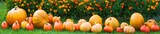 Panoramic view of crop of fresh organic orange pumpkins on green lawn near flower bed of bright marigolds in kitchen garden on sunny autumn day. Happy Thanksgiving concept. Garden seasonal works