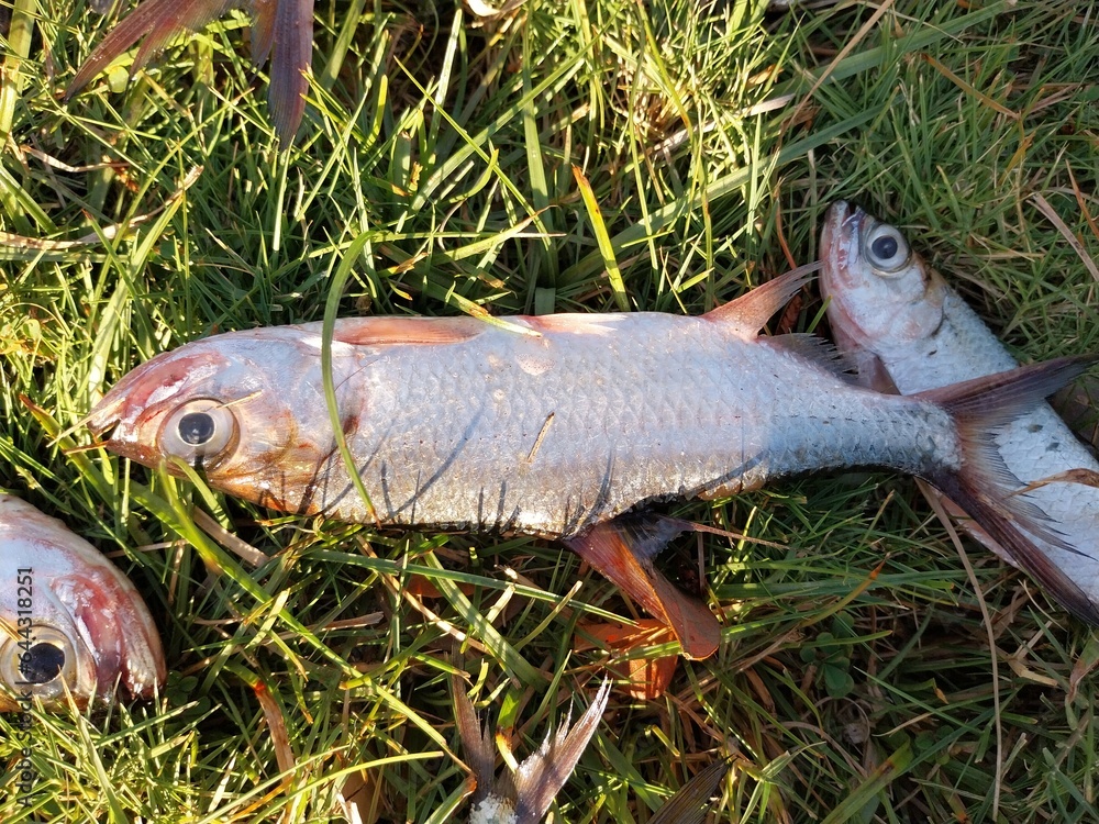 Tarpon fish (Megalops cyprinoides) live in swamps or river estuaries and are successfully caught by freshwater fish hunters. Tarpon fish (Megalops cyprinoides) live in swamps or river estuaries and are successfully caught by freshwater fish hunters.