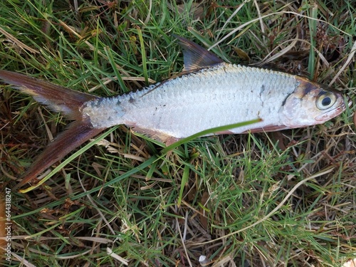 Tarpon fish (Megalops cyprinoides) live in swamps or river estuaries and are successfully caught by freshwater fish hunters. photo