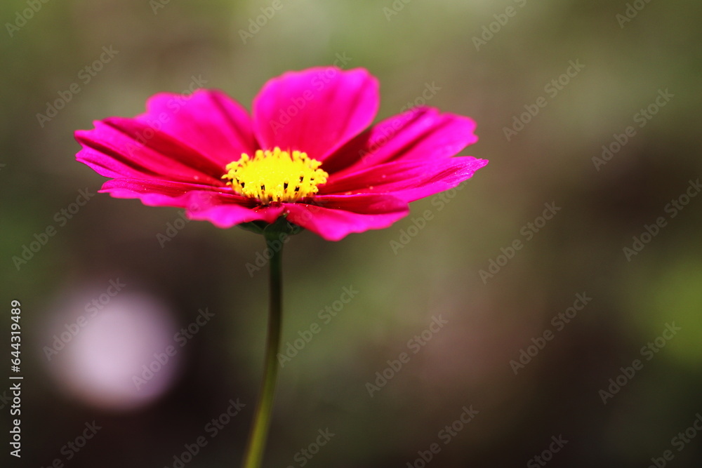 Fototapeta premium コスモスの花のある風景