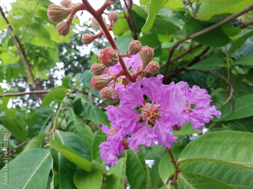 lagerstroemia spesiosa, a tree that has very beautiful flowers. photo