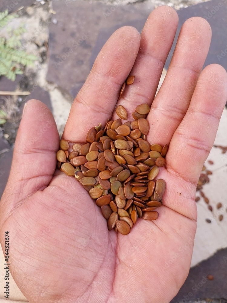 Leucaena leucocephala or lamtoro is often used as a herbal ingredient and animal feed. Leucaena leucocephala or lamtoro is often used as a herbal ingredient and animal feed.