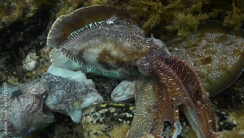Cuttlefish cuttles mating and grouping together  photo
