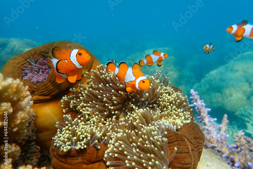 Cute anemone fish playing on the coral reef. Beautiful color clownfish on coral reefs.