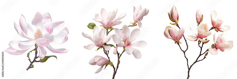 Naklejka premium Large white flower transparent background