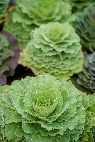 ornamental cabbage in the garden