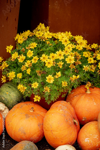 autumn stll life with fresh pumpkins photo