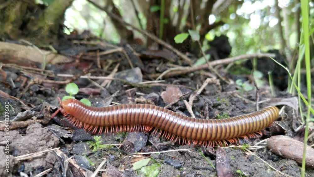 A Spirostreptida Millipede crawls on the ground amidst soil and grass, searching for food in a close-up follow shot. A Spirostreptida Millipede crawls on the ground amidst soil and grass, searching for food in a close-up follow shot.