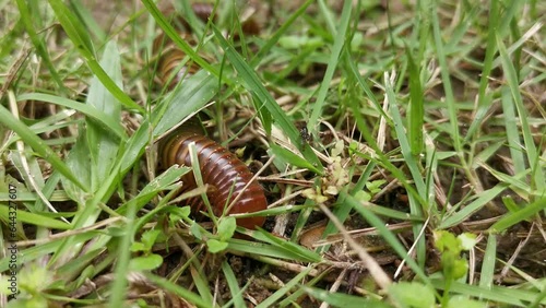 Close-up follow shot, a Spirostreptida Millipede can be seen crawling across the ground, among soil and grass, in its quest for sustenance photo