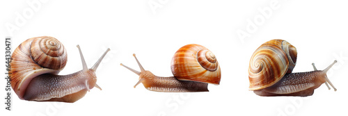 Snail closeup on transparent background