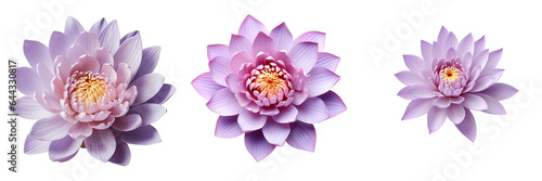 Gorgeous purple lotus flower in transparent background
