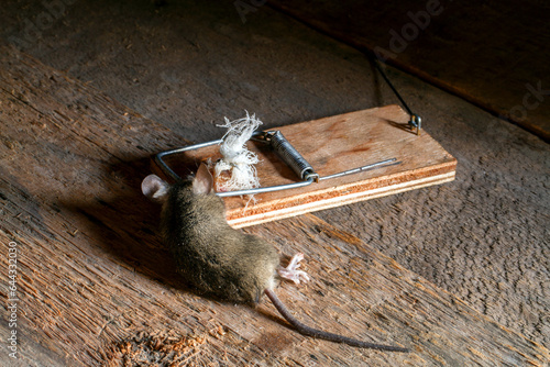 Mouse in a mousetrap. Fight against harmful rodents. Mouse in a mousetrap close-up.