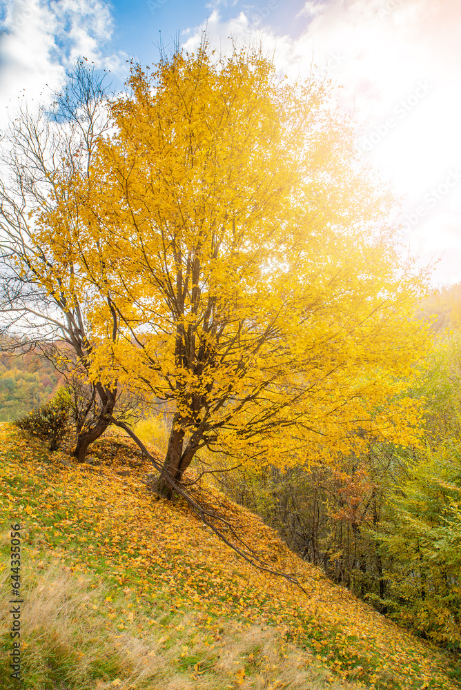autumn background. A tree with yellow leaves on top of a hill in the forest.