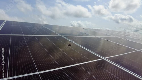 Insect grasshopper on solar panel array symbolizing eco friendliness of renewable energy in Africa. Jambur - Gambia photo