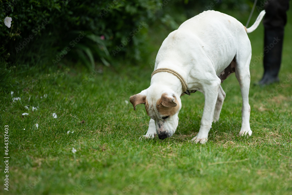 Rescued Pit Bull Terrier have exercises with his trainer. On his daily routine he is on the long walk on the leash and have obedience and socialization training
